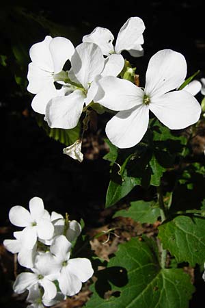 Lunaria annua \ Einjhriges Garten-Silberblatt / Honesty, D Waghäusel 5.5.2015