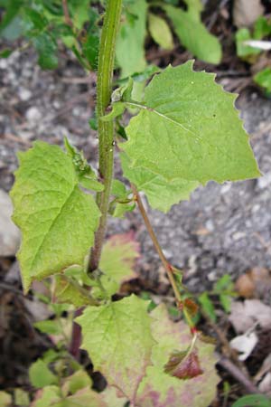 Lapsana communis subsp. communis \ Gemeiner Rainkohl / Nipplewort, D Östringen-Eichelberg 25.5.2015