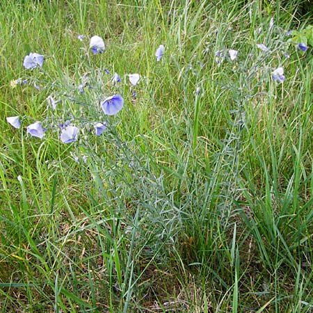 Linum austriacum \ sterreicher Lein / Austrian Flax, D Grettstadt 1.6.2015