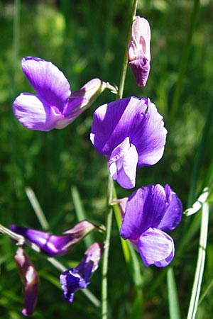 Lathyrus bauhini \ Schwert-Platterbse / Bauhin's Vetchling, D Hechingen 3.6.2015