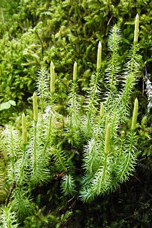 Lycopodium annotinum \ Wald-Brlapp / Interrupted Clubmoss, D Schwarzwald/Black-Forest, Kniebis 5.8.2015