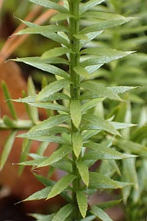 Lycopodium annotinum \ Wald-Brlapp / Interrupted Clubmoss, D Odenwald, Beerfelden 18.2.2017