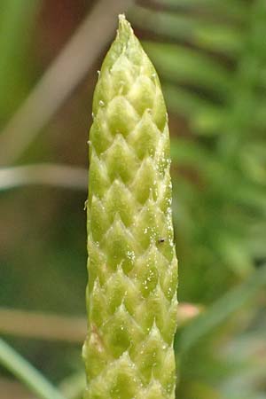Lycopodium annotinum \ Wald-Brlapp / Interrupted Clubmoss, D Odenwald, Beerfelden 18.2.2017