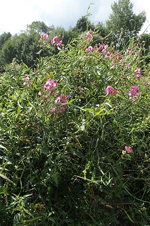 Lathyrus latifolius \ Breitblttrige Platterbse / Broad-Leaved Everlasting Pea, D Lützelbach 19.8.2017