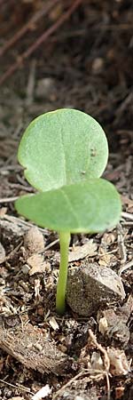 Lunaria annua \ Einjhriges Garten-Silberblatt / Honesty, D Mannheim 9.4.2018
