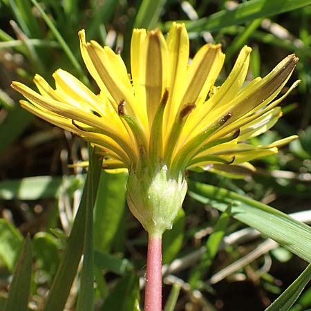 Taraxacum ciliare \ Gewimperter Sumpf-Lwenzahn / Ciliate Marsh Dandelion, D Konstanz 24.4.2018