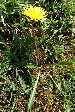 Taraxacum ciliare \ Gewimperter Sumpf-Lwenzahn / Ciliate Marsh Dandelion, D Konstanz 24.4.2018