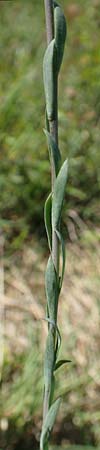 Linum austriacum \ sterreicher Lein / Austrian Flax, D Neuleiningen 23.4.2020