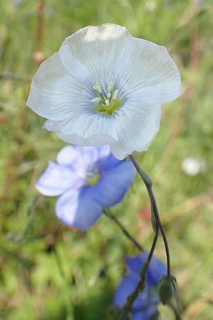 Linum austriacum \ sterreicher Lein / Austrian Flax, D Neuleiningen 14.5.2020