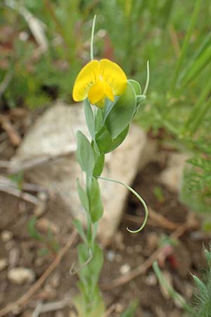 Lathyrus aphaca \ Ranken-Platterbse / Yellow Vetchling, D Neuleiningen 25.5.2020