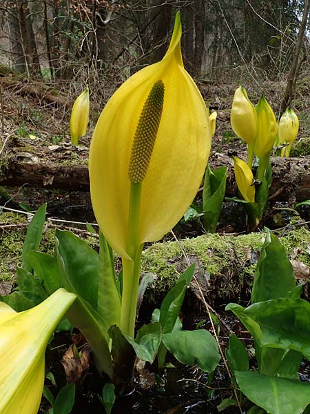 Lysichiton americanus \ Gelbe Schein-Kalla, Amerikanischer Stinktier-Kohl / American Skunk Cabbage, Swamp Lantern, D Elmstein 6.4.2022