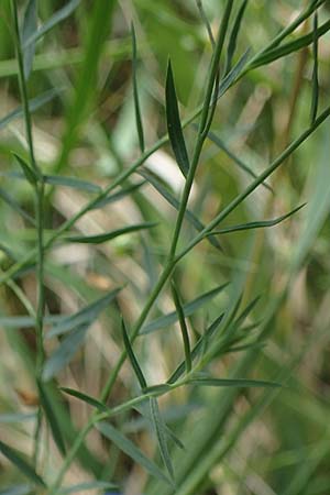 Linum leonii \ Lothringer Lein / French Flax, D Thüringen, Tunzenhausen 9.6.2022