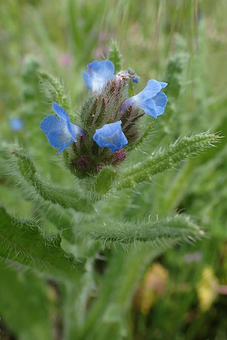 Lycopsis arvensis subsp. arvensis \ Acker-Krummhals, Acker-Ochsenzunge / Bugloss, D Hockenheim 26.4.2023