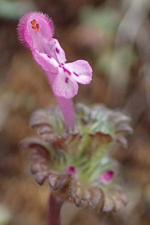 Lamium amplexicaule \ St�ngelumfassende Taubnessel / Henbit Dead-Nettle, D Mannheim 3.4.2026