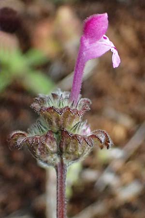 Lamium amplexicaule \ St�ngelumfassende Taubnessel / Henbit Dead-Nettle, D Mannheim 3.4.2026