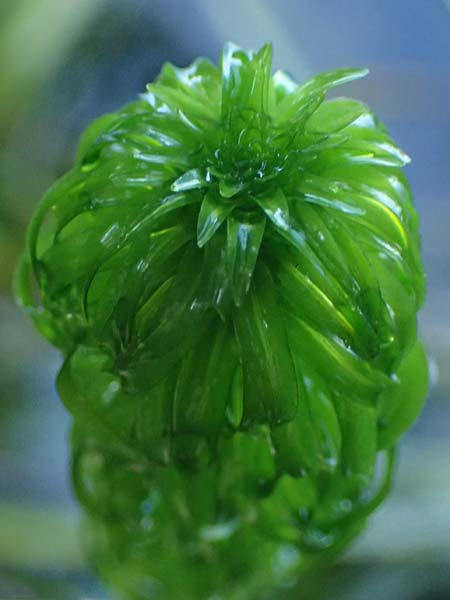 Lagarosiphon major \ Krause Afrikanische Wasserpest, Schmalrohr, D Frankfurt 1.6.2026