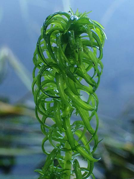Lagarosiphon major \ Krause Afrikanische Wasserpest, Schmalrohr, D Frankfurt 1.6.2026