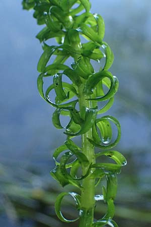Lagarosiphon major \ Krause Afrikanische Wasserpest, Schmalrohr, D Frankfurt 1.6.2026