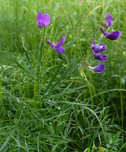 Lathyrus bauhini \ Schwert-Platterbse / Bauhin's Vetchling, D Hechingen 20.6.2015