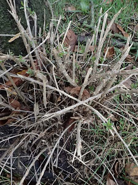 Lycium barbarum \ Gewhnlicher Bocksdorn / Duke of Argyll's Tea-Plant, D Karlsruhe 25.10.2025