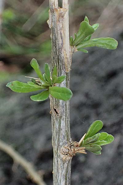 Lycium barbarum \ Gewhnlicher Bocksdorn / Duke of Argyll's Tea-Plant, D Karlsruhe 25.10.2025