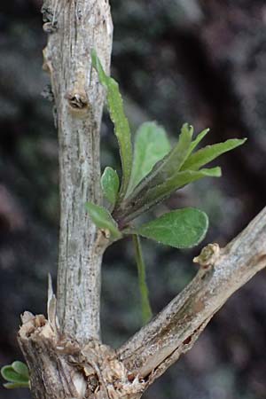 Lycium barbarum \ Gewhnlicher Bocksdorn / Duke of Argyll's Tea-Plant, D Karlsruhe 25.10.2025