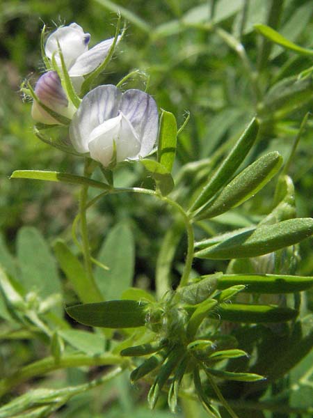 Vicia lens \ Linse / Lentil, D Botan. Gar.  Universit.  Mainz 4.8.2007