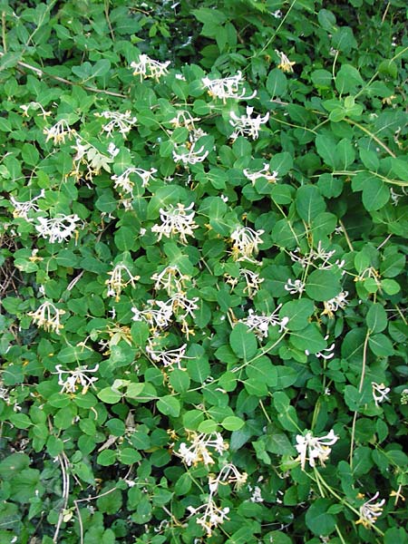 Lonicera caprifolium \ Garten-Geiblatt, Echtes Geiblatt / Italian Honeysuckle, D Wurmlingen 3.6.2015