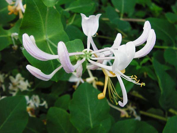 Lonicera caprifolium \ Garten-Geiblatt, Echtes Geiblatt / Italian Honeysuckle, D Wurmlingen 3.6.2015