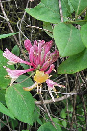 Lonicera caprifolium \ Garten-Geiblatt, Echtes Geiblatt / Italian Honeysuckle, D Östringen-Eichelberg 29.5.2016