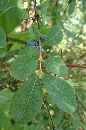 Lonicera caerulea \ Blaue Heckenkirsche / Blue-Berried Honeysuckle, Bearberry Honeysuckle, D Botan. Gar.  Universit.  Tübingen 6.6.2018