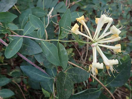Lonicera caprifolium \ Garten-Geiblatt, Echtes Geiblatt / Italian Honeysuckle, D Kirchhundem-Benolpe 24.8.2018