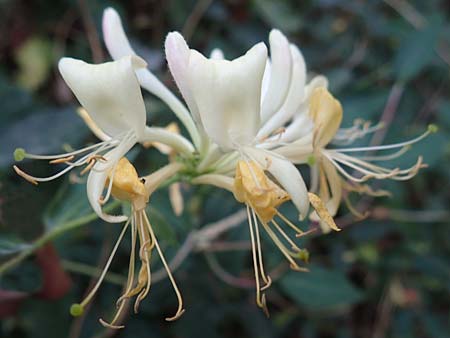 Lonicera caprifolium \ Garten-Geiblatt, Echtes Geiblatt / Italian Honeysuckle, D Kirchhundem-Benolpe 24.8.2018