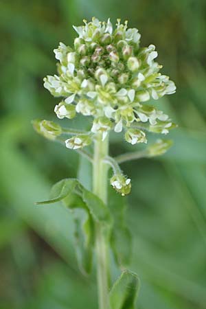 Lepidium campestre \ Feld-Kresse / Field Pepperwort, D Ketsch 14.5.2019