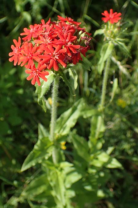 Silene chalcedonica \ Scharlach-Lichtnelke, Brennende Liebe / Maltese Cross, Scarlet Lychnis, D Schlitz 21.6.2022