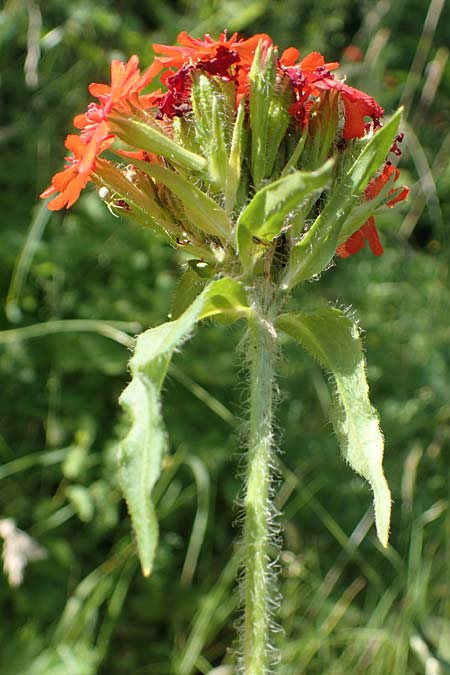 Silene chalcedonica \ Scharlach-Lichtnelke, Brennende Liebe / Maltese Cross, Scarlet Lychnis, D Schlitz 21.6.2022