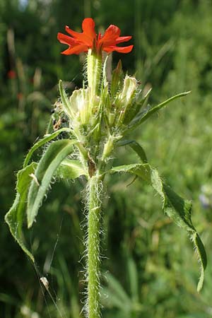 Silene chalcedonica \ Scharlach-Lichtnelke, Brennende Liebe / Maltese Cross, Scarlet Lychnis, D Schlitz 21.6.2022