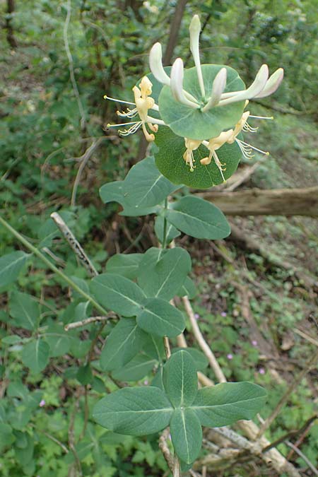 Lonicera caprifolium \ Garten-Geiblatt, Echtes Geiblatt / Italian Honeysuckle, D Rauenberg 14.5.2023