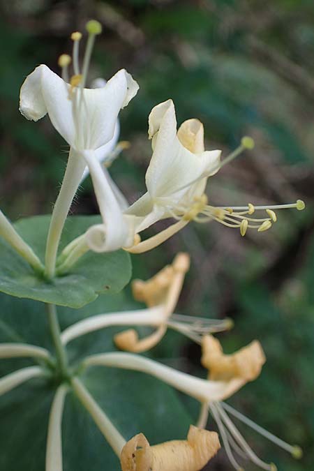 Lonicera caprifolium \ Garten-Geiblatt, Echtes Geiblatt / Italian Honeysuckle, D Rauenberg 14.5.2023