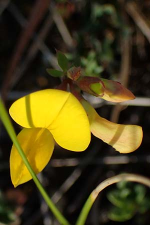 Lotus corniculatus subsp. hirsutus \ Behaarter Gewhnlicher Hornklee / Bird's-Foot Deervetch, D Thüringen, Hemleben 12.6.2023