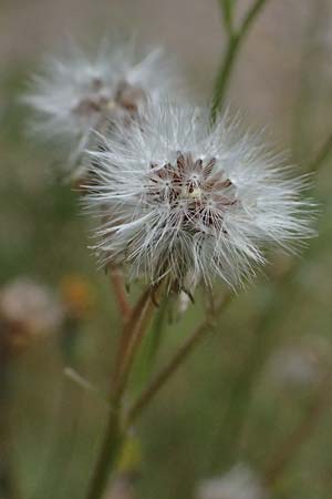 Crepis capillaris \ Kleinkpfiger Pippau, Kleinbltiger Pippau / Smooth Hawk's-Beard, D Odenwald, Wilhelmsfeld 20.7.2025