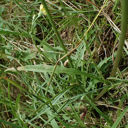 Crepis capillaris \ Kleinkpfiger Pippau, Kleinbltiger Pippau / Smooth Hawk's-Beard, D Odenwald, Wilhelmsfeld 20.7.2025
