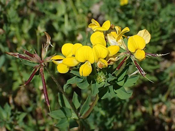 Lotus corniculatus \ Gew�hnlicher Hornklee / Bird's-Foot Deervetch, D Mannheim 6.6.2026