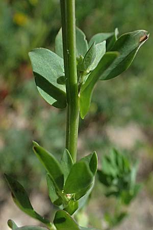 Lotus corniculatus \ Gew�hnlicher Hornklee / Bird's-Foot Deervetch, D Mannheim 6.6.2026
