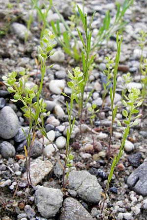 Lepidium densiflorum \ Dichtbltige Kresse / Common Pepperweed, D Ludwigshafen 10.6.2013