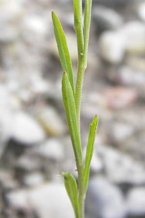 Lepidium densiflorum \ Dichtbltige Kresse / Common Pepperweed, D Ludwigshafen 10.6.2013
