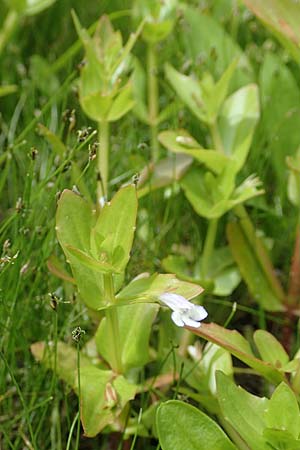 Lindernia dubia \ Amerikanisches Bchsenkraut, Groes Bchsenkraut / Yellowseed False Pimpernel, D Groß-Gerau 15.7.2017