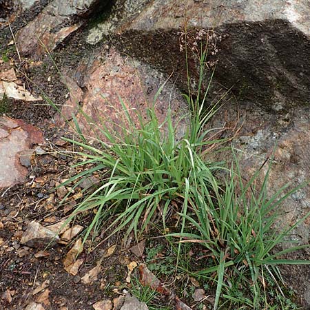 Luzula desvauxii \ Desvaux-Hainsimse, Pyrenen-Hainsimse / Devaux' Wood-Rush, D Schwarzwald/Black-Forest, Belchen 22.7.2017