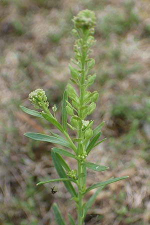 Lepidium densiflorum \ Dichtbltige Kresse / Common Pepperweed, D Hockenheim 8.6.2021