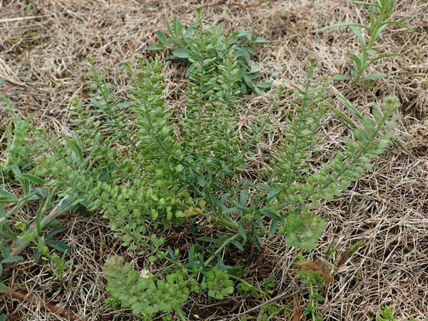 Lepidium densiflorum \ Dichtbltige Kresse / Common Pepperweed, D Hockenheim 8.6.2021